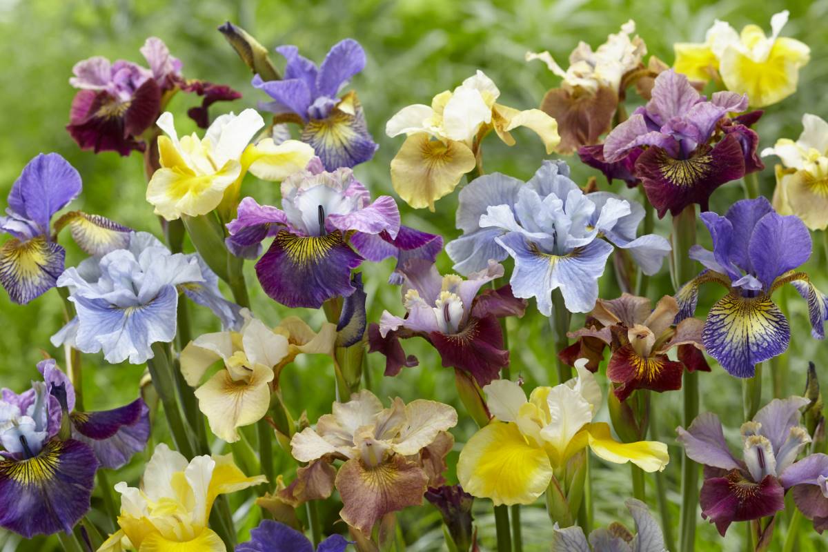 Iris sibirica 'Peacock Butterfly Breeder's Mix'